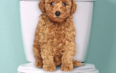 Potty Training Your Goldendoodle: A Comprehensive Guide from Rock Creek Puppies